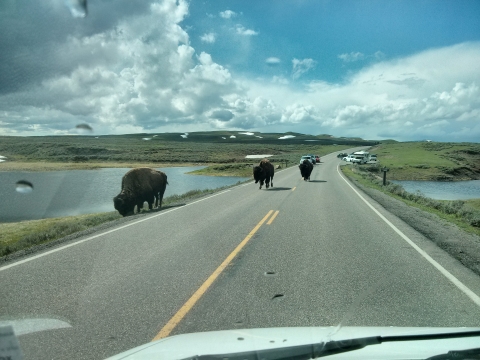 Yellowstone National Park