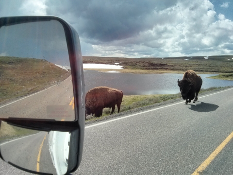 Yellowstone National Park