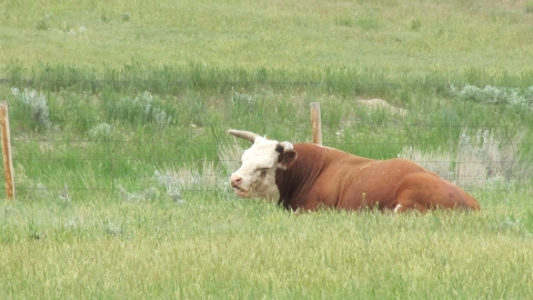 Wyoming