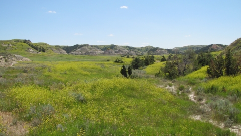 Theodore Roosevelt National Park