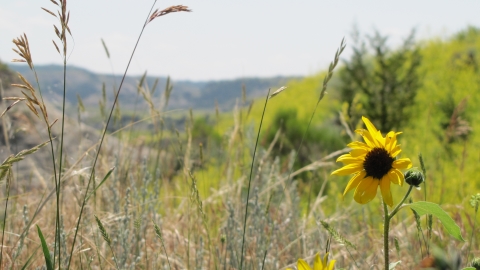 Theodore Roosevelt National Park