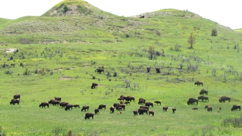 Theodore Roosevelt National Park