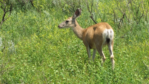 Theodore Roosevelt National Park