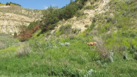 Theodore Roosevelt National Park