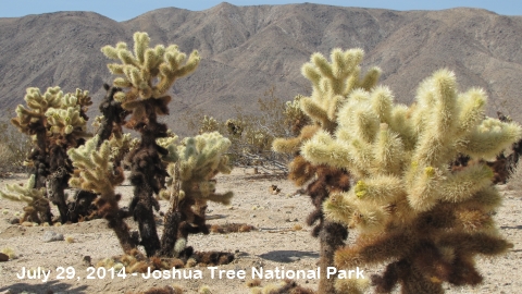 Joshua Tree National Park