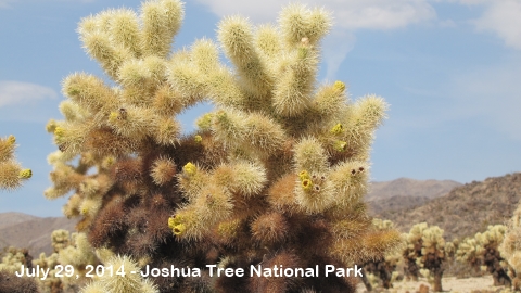 Joshua Tree National Park