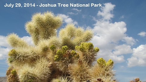 Joshua Tree National Park