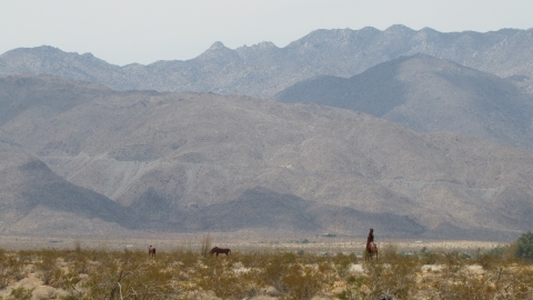 Anza-Borrego Desert Park