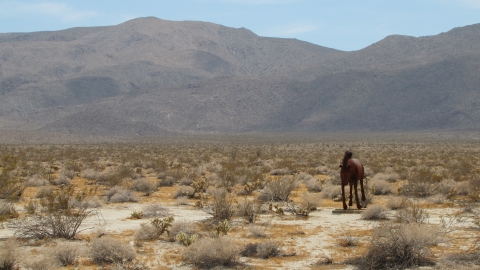 Anza-Borrego Desert Park