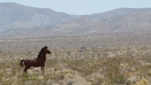 Anza-Borrego Desert Park