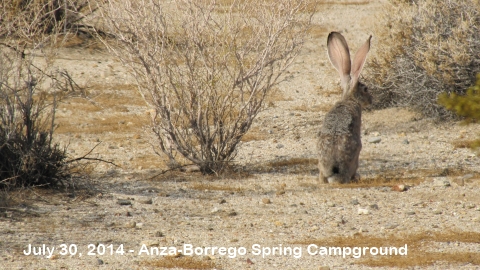 Anza-Borrego Desert Park