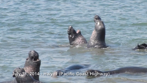 Hwy. 1 (Pacific Coast Highway)