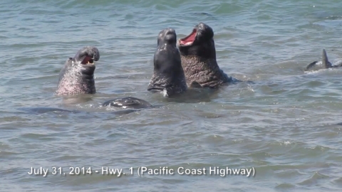 Hwy. 1 (Pacific Coast Highway)